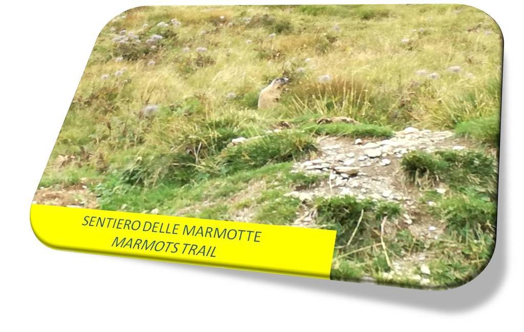 Marmot Apartment Dimaro Eksteriør bilde